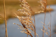 Die Natur vorm ausruhen