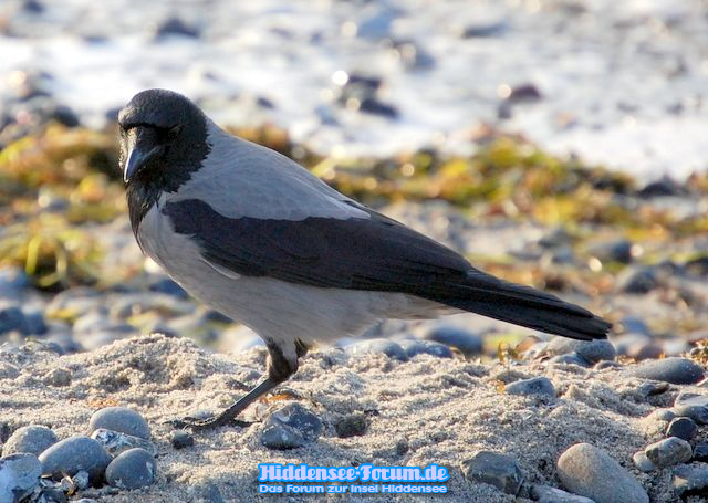 Vogelparadies