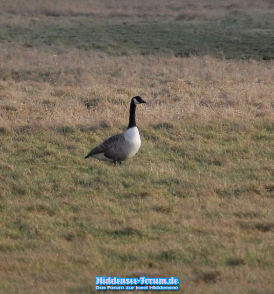 Vogelparadies kurz vor Kloster