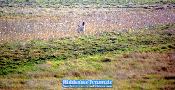 Vogelparadies kurz vor Kloster