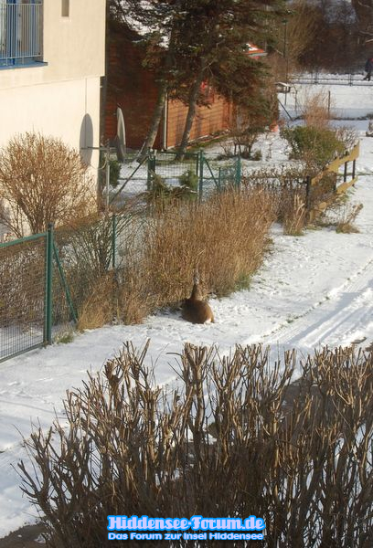 das Rehe bei den Nachbarn