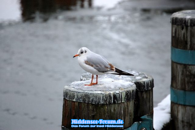 Vogelparadies