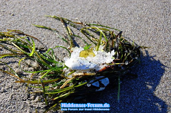 Strandgut