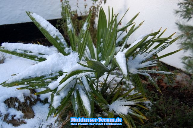 Meine Winterharte ( Palme)