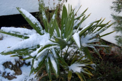 Meine Winterharte ( Palme)