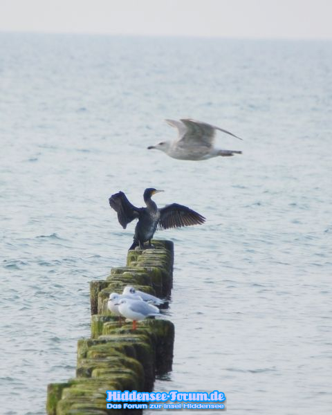 Vogelparadies  am Strand