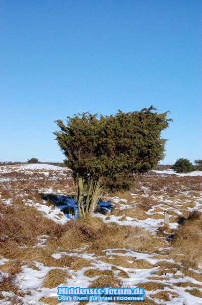 Heide im Winter