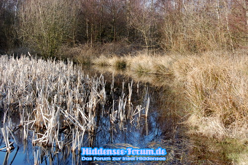 Teich  zwischen Neuendorf und Heiderose