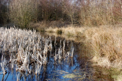 Teich  zwischen Neuendorf und Heiderose