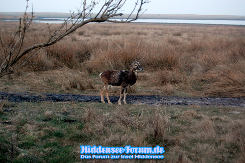 Mufflonbock