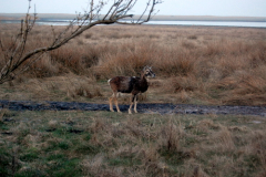 Mufflonbock