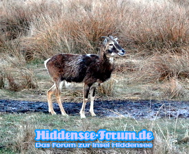 Mufflonbock