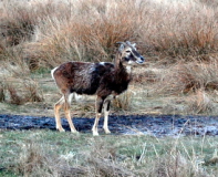 Mufflonbock