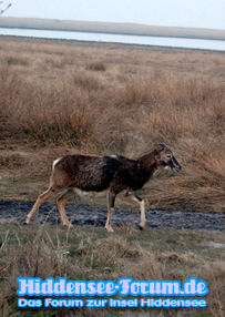 Mufflonbock