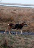 Mufflonbock