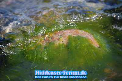 Am Strand beim Bessin