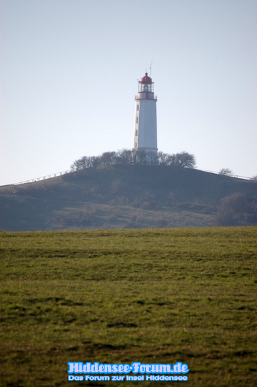 der Dornbusch