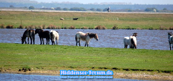 Pferde zwischen Kloster und Vitte