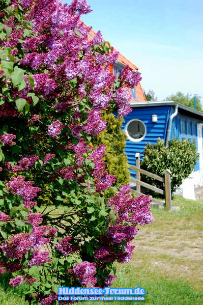 Fliederblüte Norderende