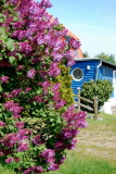 Fliederblüte Norderende