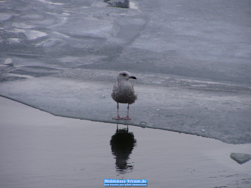 Winter III