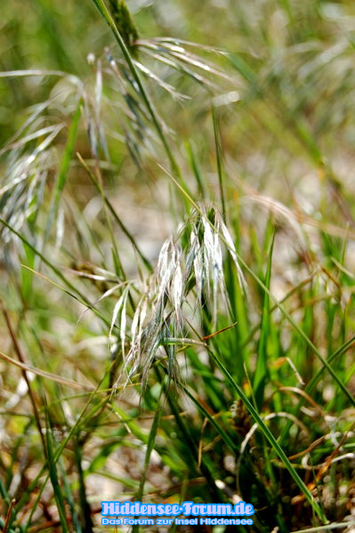 Pflanzen und Natur