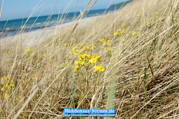 Pflanzen und Natur