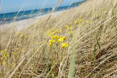 Pflanzen und Natur