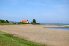 Vitte