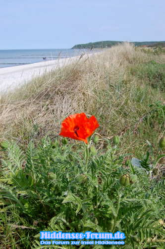 Mohn am Strand