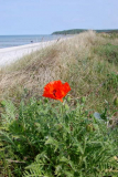 Mohn am Strand