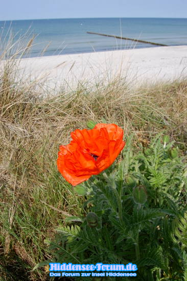 Mohn am Strand