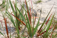 Strand am Vatertag