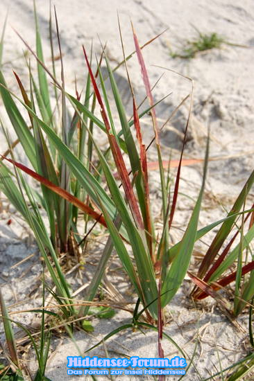 Natur auf Hiddensee