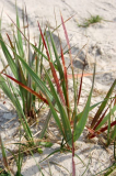 Natur auf Hiddensee