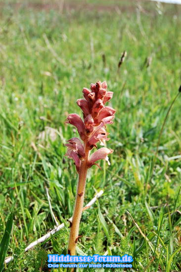 Natur auf Hiddensee