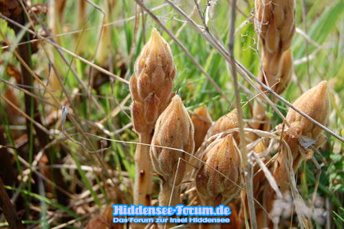 Natur auf Hiddensee