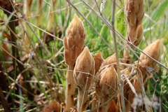 Natur auf Hiddensee