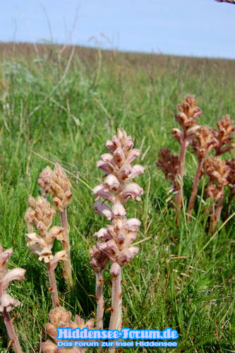 Natur auf Hiddensee