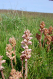 Natur auf Hiddensee