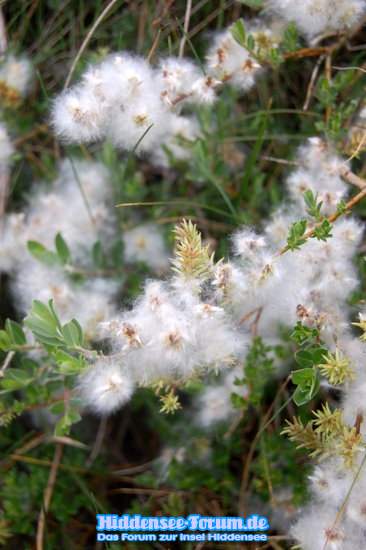 Natur auf Hiddensee