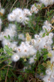 Natur auf Hiddensee