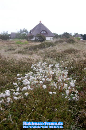 Natur auf Hiddensee