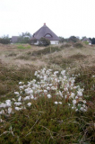 Natur auf Hiddensee