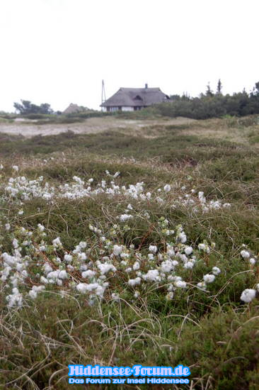 Natur auf Hiddensee