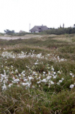 Natur auf Hiddensee