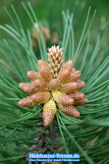 Natur auf Hiddensee