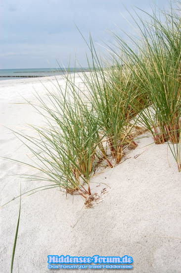 Natur auf Hiddensee