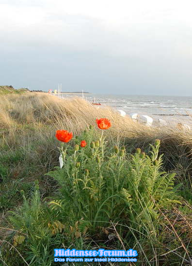 Mohn am Strand Vitte
