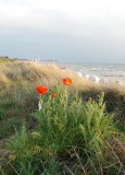 Mohn am Strand Vitte